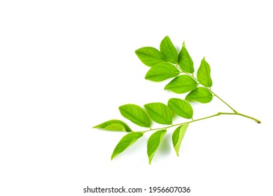 Leaf Of Siamese Rosewood Scientific Name: Dalbergia Cochinchinensis. Pierre On A White Background