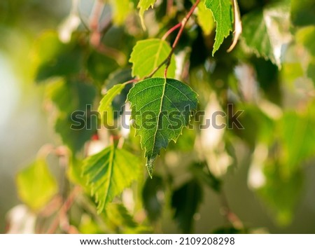Leaf of a silver birch tree in Kullabergs naturreservat, Skåne, Sweden. Small green leaf of a wild birch. Birch leaves. Betula Leaf waving in the calm wind on a warm summer day. Golden light from side