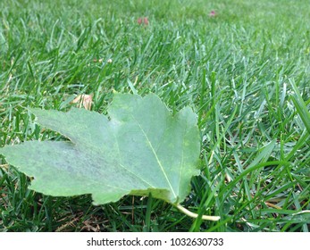 Leaf sitting on grass