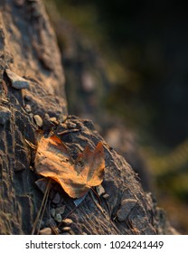 Leaf sitting on a ledge 