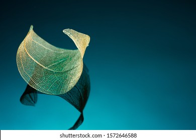 leaf skeleton on blue ground