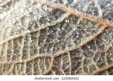Leaf in the snow close up