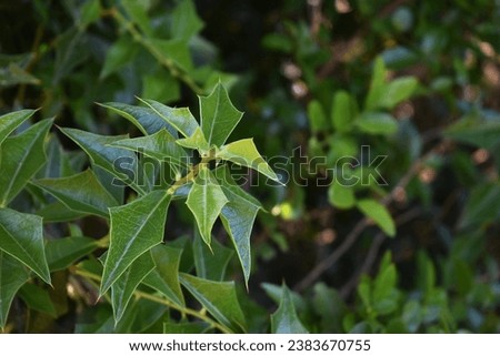Leaf of Sobra de Toro tree Foto stock © 