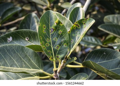 Leaf Spot Disease Banyan Tree Yellow Stock Photo 1561244662 | Shutterstock