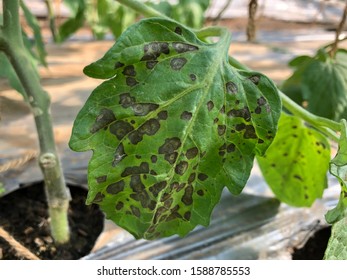 Leaf Spot Disease Of Tomato