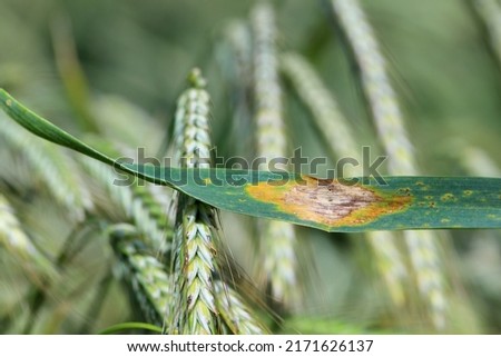 Leaf spot of rye, septoria leaf blotch, speckled leaf blotch of rye.  Mycosphaerella graminicola.
