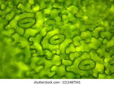 Leaf stomata under the microscope