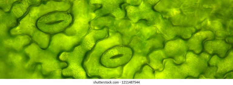 Leaf Stomata Under The Microscope