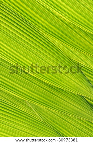 Leaf stripe background