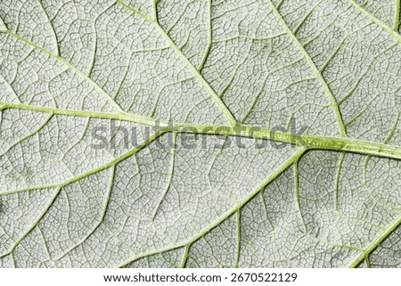 Leaf structure macro closeup. Detailed texture of green leaf with visible veins and natural organic pattern. Nature background for biology, environment, and eco design concepts. Fresh plant surface.