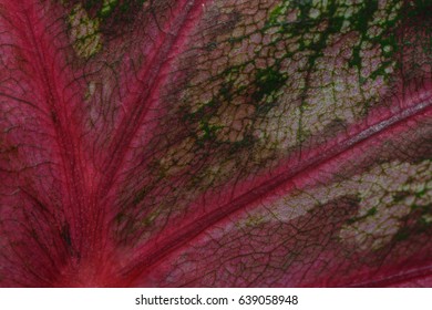 leaf structures