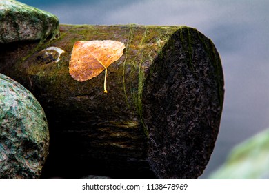 leaf stuck on a log