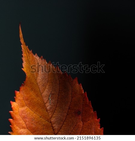 Similar – Image, Stock Photo Closeup of isolated orange leaf of quercus ilex with a dark background with bokeh