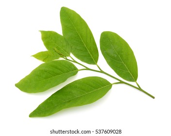 leaf of Sugar Apple isolated on white background