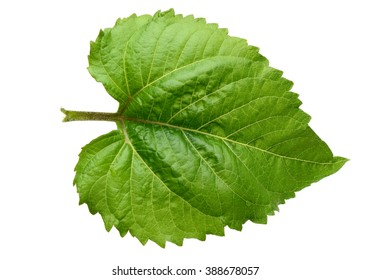 sunflower leaves images stock photos vectors shutterstock