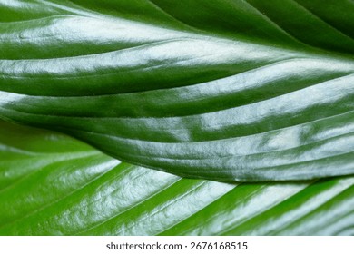Leaf surface macro. Abstract green texture, nature background, tropical leaf. Leaves texture background