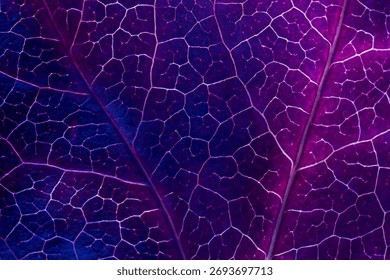 leaf surface, macro close-up, violet, magenta fusion blue. veins becomes an intricate natural Abstract map of lines and textures. ethereal surreal contrast.Textured Organic Background. eco concept - Powered by Shutterstock - Get 15% off with code: PIKWIZARD15