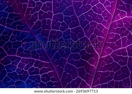 leaf surface, macro close-up, violet, magenta fusion blue. veins becomes an intricate natural Abstract map of lines and textures. ethereal surreal contrast.Textured Organic Background. eco concept