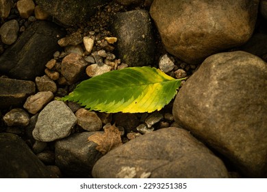A Leaf Surrounded by Rocks