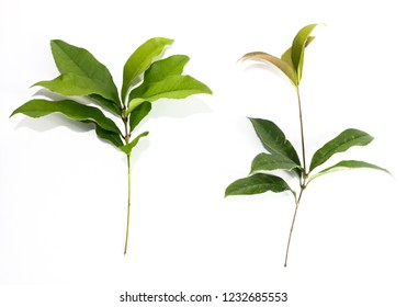 Leaf Sweet Osmanthus Close Up