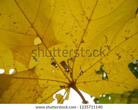 Similar – Foto Bild Detail eines Smilax-Asperablattes mit Sonnenlicht und Bokeh-Hintergrund