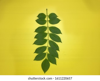 Leaf Symetry Yellow Tone Background