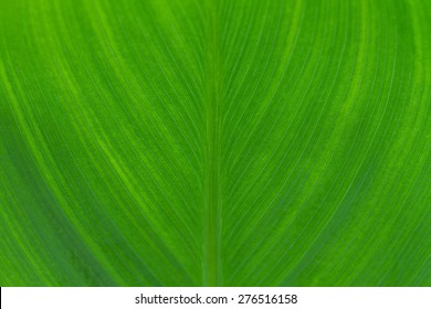 Leaf Texture