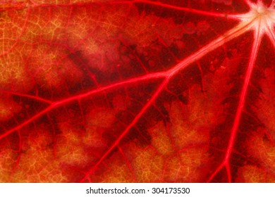 leaf texture
