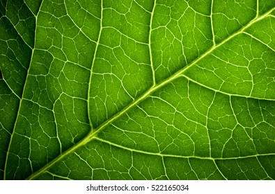 Leaf Texture