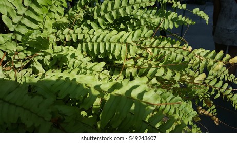 leaf texture