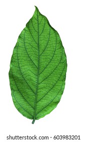 leaf png images stock photos vectors shutterstock https www shutterstock com image photo leaf texture 603983201