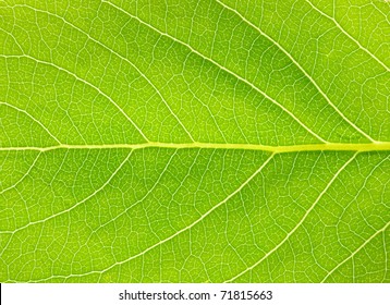  Leaf Texture