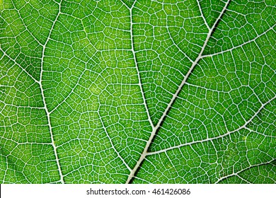 Leaf texture abstract background with closeup view on veins