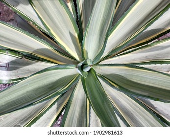 Leaf Texture Of Agave Plant.