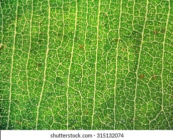 Leaf texture background