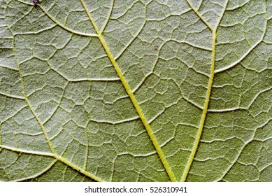Leaf texture, leaf background. Leaf Motifs that occurs natural. Abstract green leaf pattern for design with copy space for text or image.