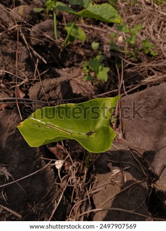 Similar – Foto Bild Getrocknetes Elefantenohrblatt mit einem Schatten von Sonnenlicht auf einem schwarzen Tisch