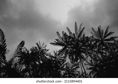 leaf texture in black and white