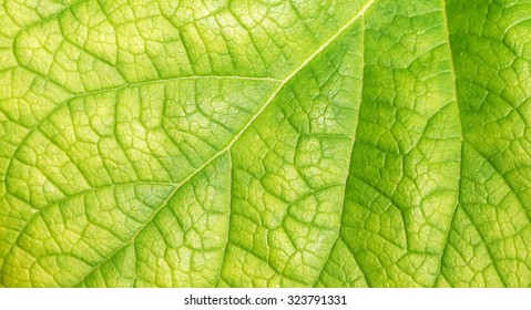leaf texture ( Clerodendrum chinense (Osbeck) Mabb., Glory Bower, Labiatae ) - Shutterstock ID 323791331