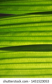leaf texture  close up in tropical forest