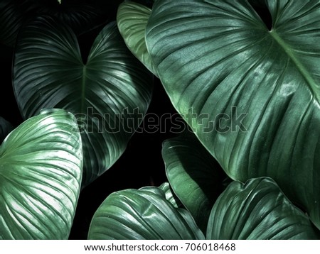 Leaf texture in dark shadow full frame