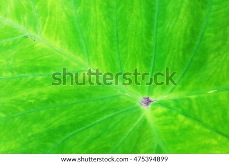 leaf texture green background wallpaper line