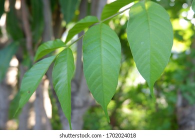 leaf texture hd quality for background 