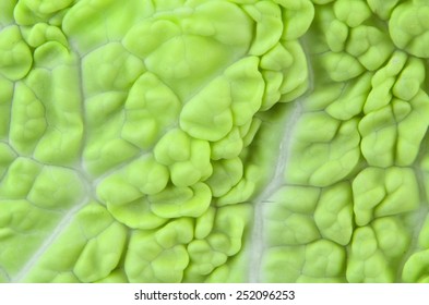 leaf texture macro