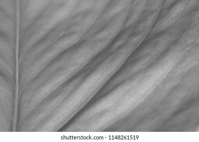 leaf texture macro close-up