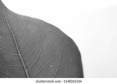 leaf texture macro close-up