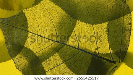 leaf texture - the macro photography