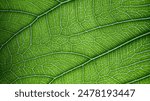 Leaf texture macro. Leaf vein pattern macro photography. Green leaf cells macro. Leaf close-up shot.