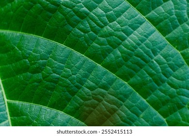 Leaf texture macro. Leaf vein pattern macro photography. Green leaf cells macro. Leaf close-up shot.