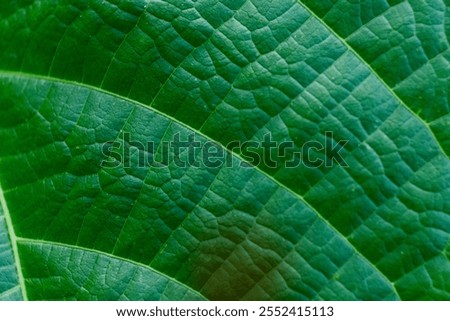 Leaf texture macro. Leaf vein pattern macro photography. Green leaf cells macro. Leaf close-up shot.